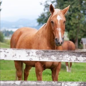 Meet your Posher, Dina